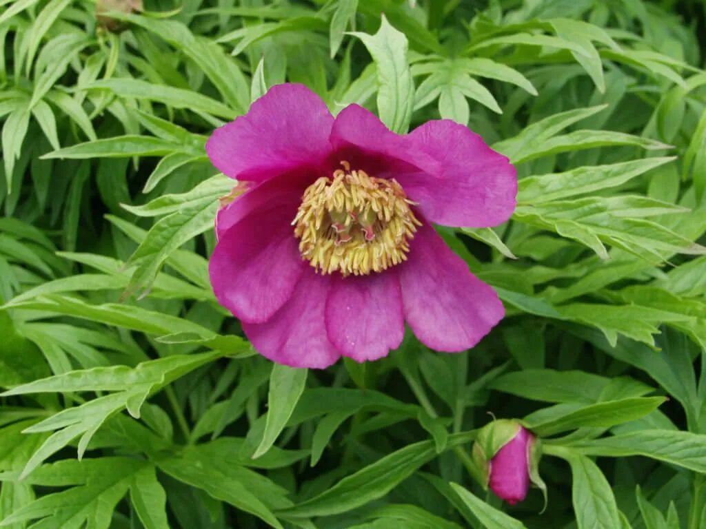 Пион уклоняющийся фото Paeonia anomala (Anomalous Peony) - World of Flowering Plants Planting flowers, 