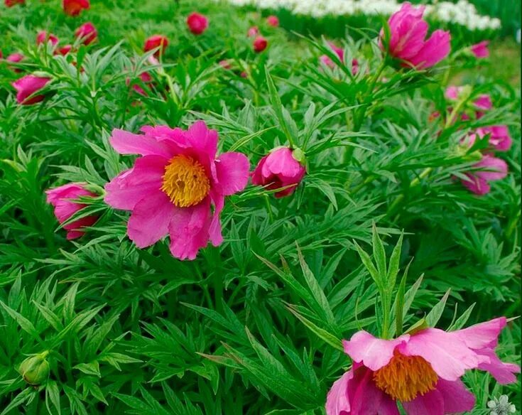 Пион уклоняющийся фото Травянистое многолетнее растение марьин корень (Paeonia anomala), еще именуемый 