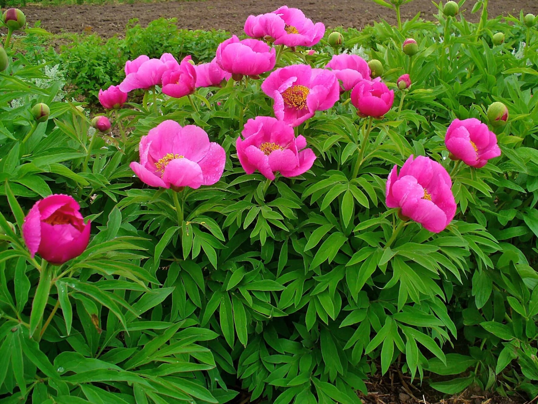 Пион уклоняющийся фото File:Paeonia officinalis 001.JPG - Wikimedia Commons
