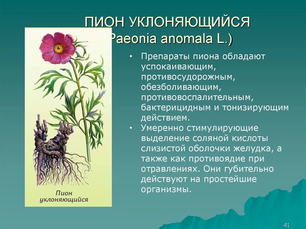 Пион уклоняющийся фото и описание растения Пион уклоняющийся свойства фото - DelaDom.ru
