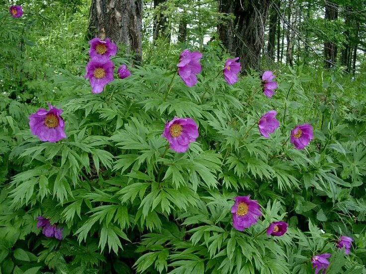 Пион уклоняющийся фото и описание растения Paeonia anomala (Anomalous Peony) - World of Flowering Plants Peonies, Flowers, 