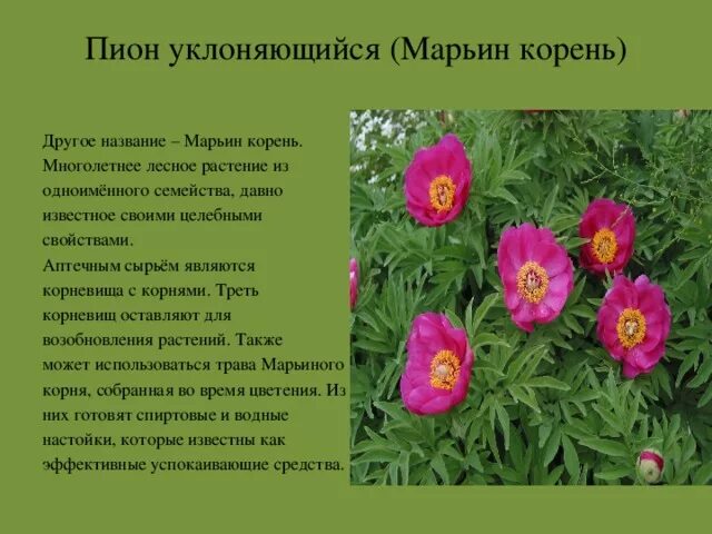 Пион уклоняющийся фото и описание растения Презентация : "Растения занесённые в Красную книгу Архангельской области" - нача