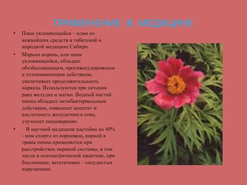 Пион уклоняющийся фото и описание растения Пион марьин корень Bel-Okna.ru