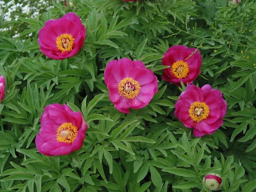 Пион уклоняющийся фото и описание растения пион seeing blue фото и описание - купить по низкой цене на Яндекс Маркете