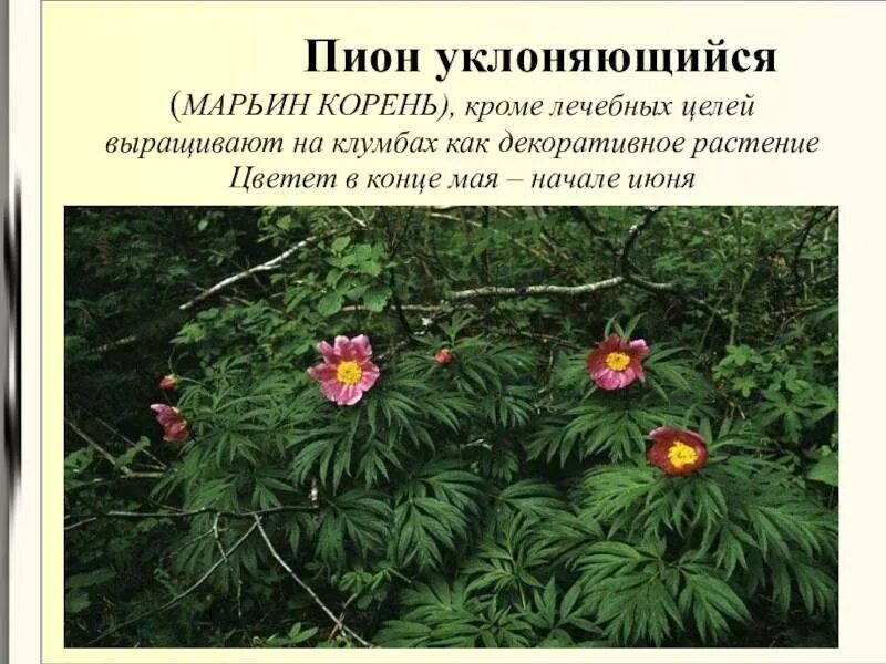 Пион уклоняющийся фото и описание растения Пион "Марьин корень": фото и описание, выращивание