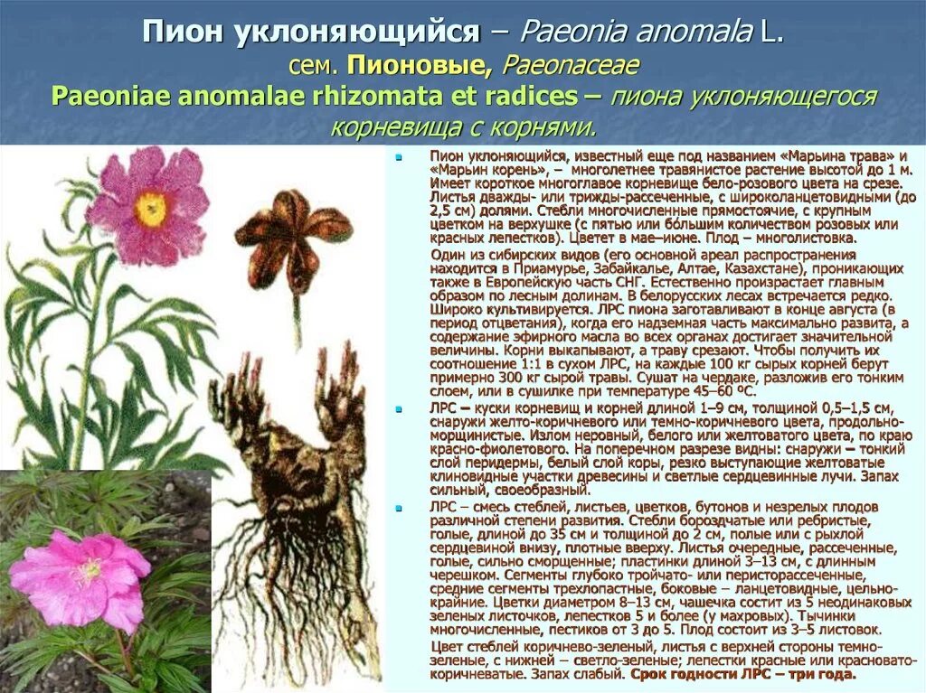 Пион уклоняющийся фото и описание растения Фенольные гликозиды, лигнаны и флаволигнаны. ЛР и ЛРС, содержащие эти соединения
