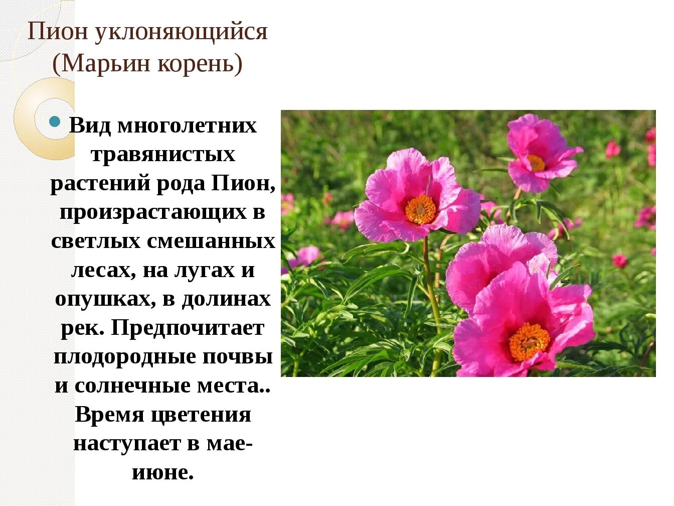 Пион уклоняющийся фото и описание растения #интересное@cvetochniyvodopad 2023 Цветочный водопад. Идеи. Цветы. Сад. ВКонтакт