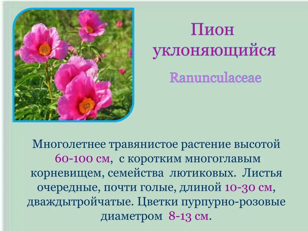 Пион уклоняющийся фото и описание растения PPT - ЧАРЫШСКИЙ ЗАКАЗНИК PowerPoint Presentation, free download - ID:2279498