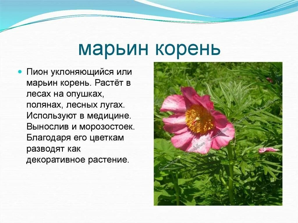 Пион уклоняющийся фото и описание растения Все о уклоняющемся пионе: описание сорта Марьина трава, уход за диким пионом дом