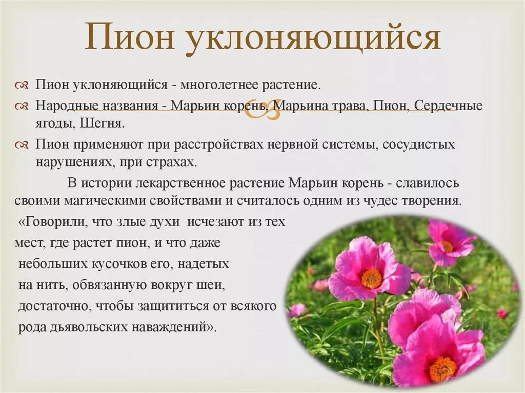 Пион уклоняющийся фото и описание растения Красная книга Удмуртии - презентация онлайн