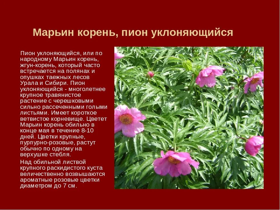Пион уклоняющийся фото и описание растения Пион уклоняющийся описание - найдено 89 картинок