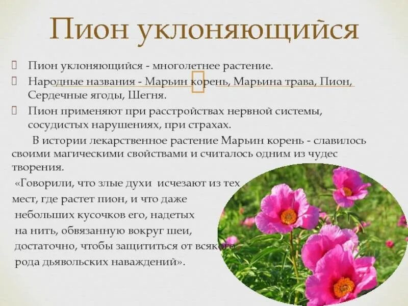 Пион уклоняющийся фото и описание растения Все о уклоняющемся пионе: описание сорта Марьина трава, уход за диким пионом дом