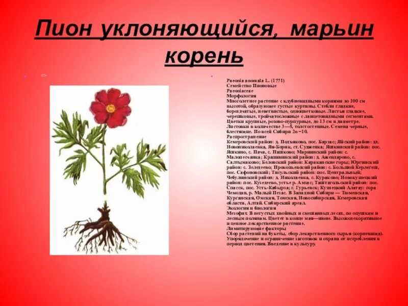 Пион уклоняющийся фото и описание растения Марьин Корень Фото И Описание - Karevaphoto.ru