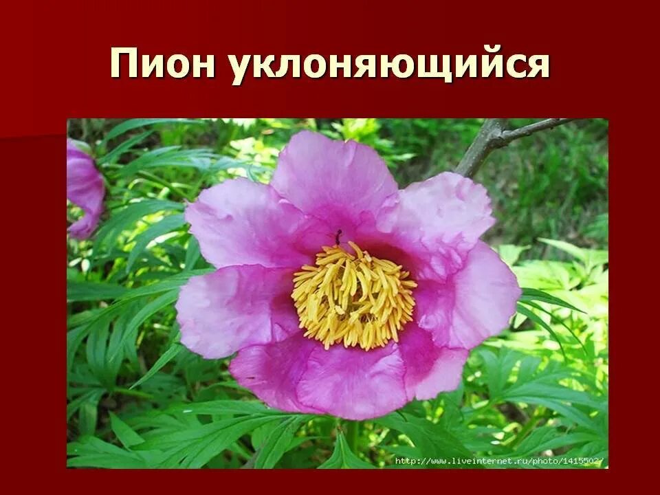Пион уклоняющийся фото и описание растения Пион в красной книге