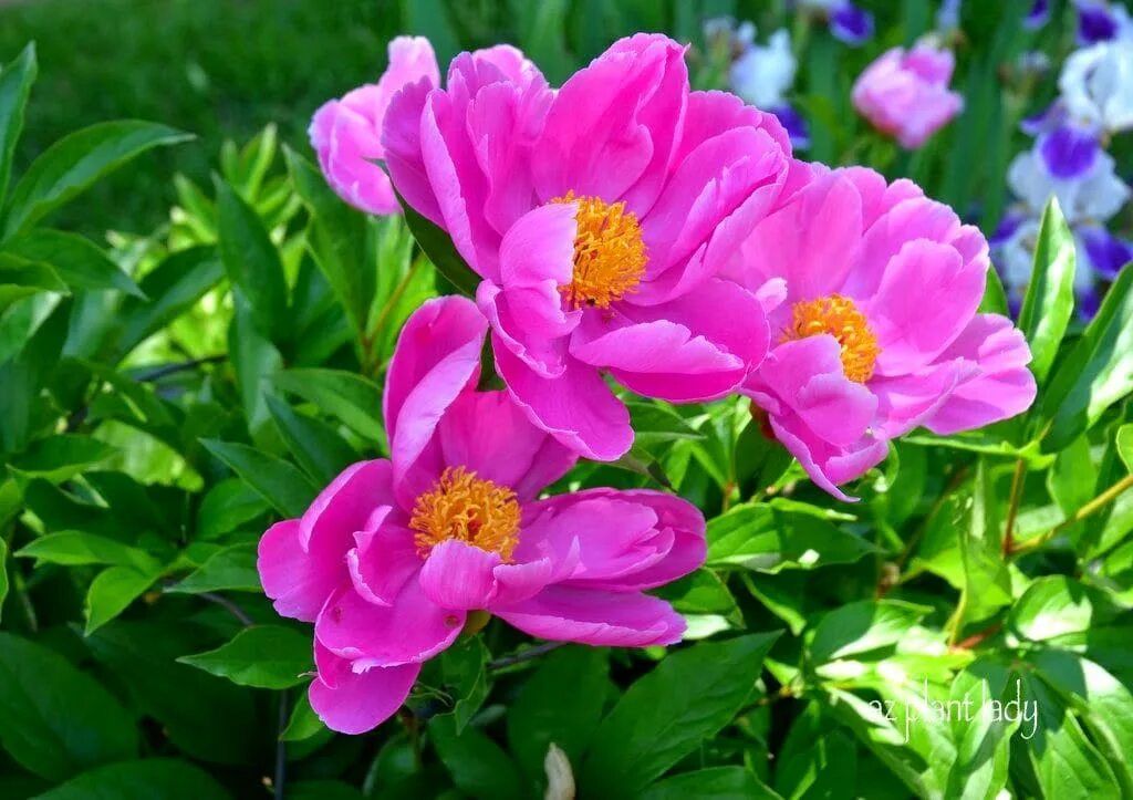 Пион уклоняющийся фото растения What To Do After Peonies Bloom