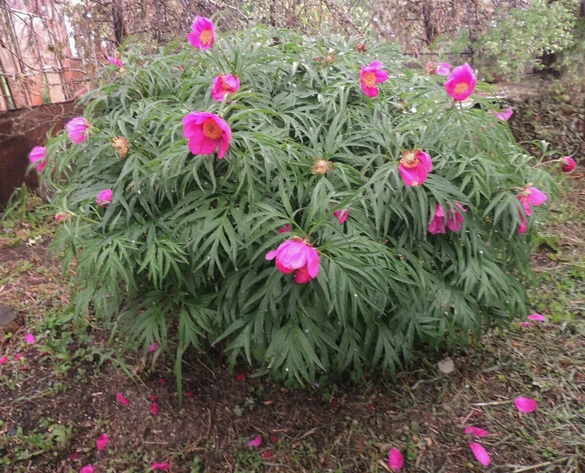 Пион уклоняющийся фото растения Paeonia anomala (Пион уклоняющийся) 2шт Сбор 22г