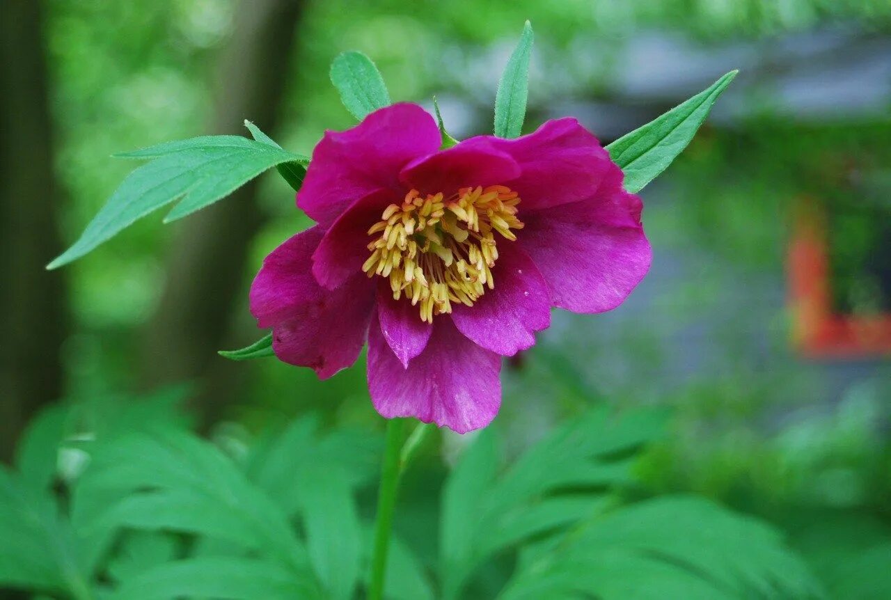 Пион уклоняющийся фото растения species peonies, part 2 Peonies, Ornamental plants, Shade plants