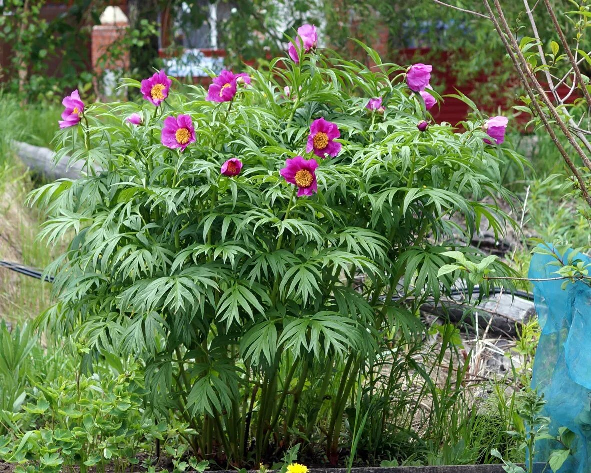 Пион уклоняющийся фото растения Семена Пиона уклоняющегося ( Paeonia anomala), 2 грамма (примерно 20шт) AliExpre