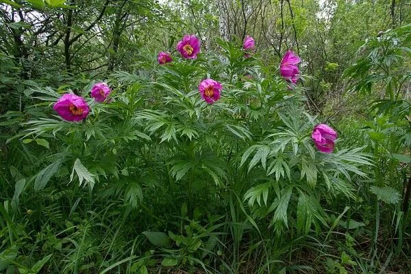 Пион уклоняющийся фото растения Пион уклоняющийся Flowers, Plants, Garden