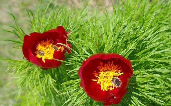 Пион узколистный фото 10 Paeonia Tenuifolia Fernleaf Peony Flower Seeds Beautiful Flower Yard Bonsai.