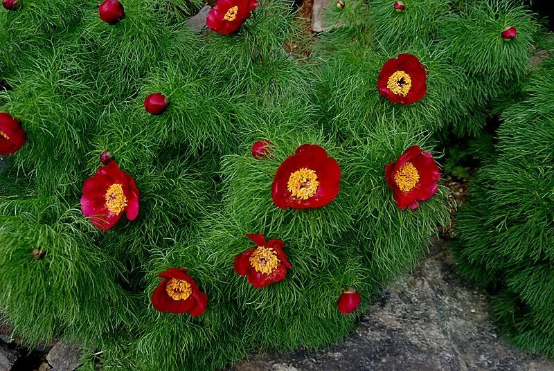Пион узколистный фото Pin on Hardy Tropical Plants and look alikes (zone 6)
