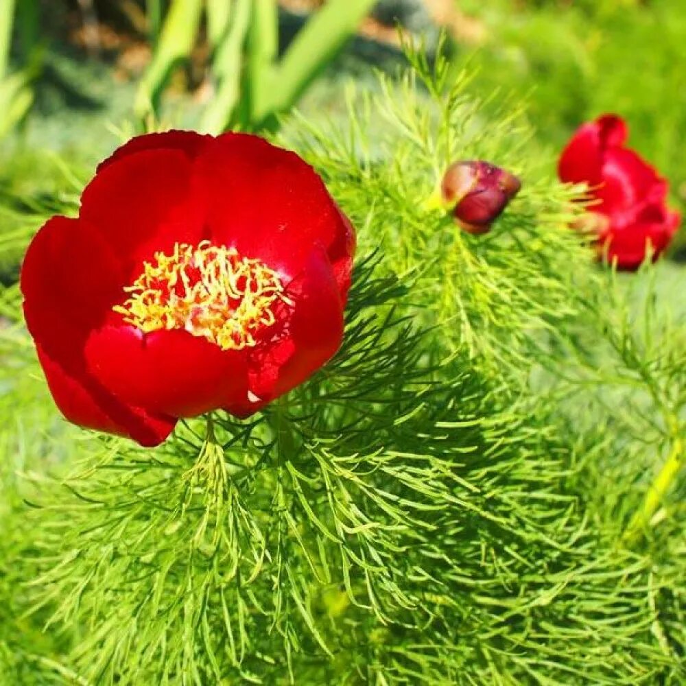 Пион узколистный фото Пион Tenuifolia (Тенуфолия) купить саженцы почтой из питомника "АГРОФОНД"