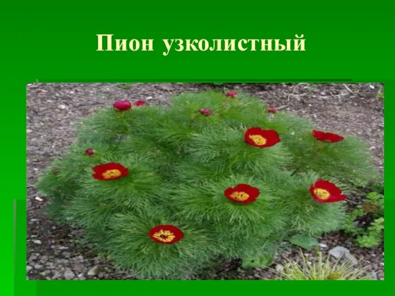 Пион узколистный фото и описание Пион узколистный: Фотоподборка узколистных пионов Натуралист Фотогалерея природы