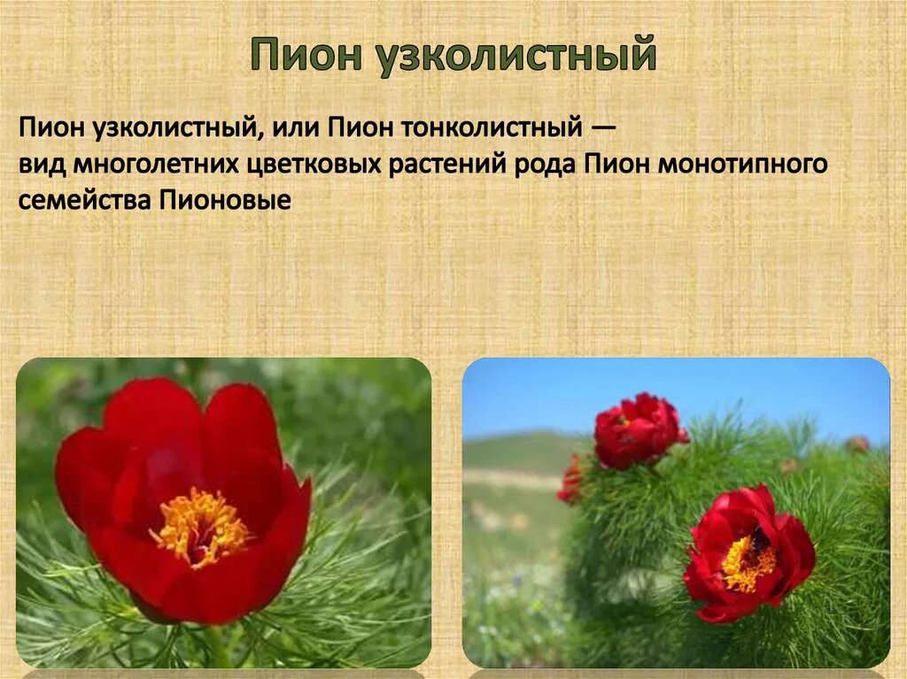 Пион узколистный фото и описание Физико-географическое положение, размеры, население и национальный состав г. Вол