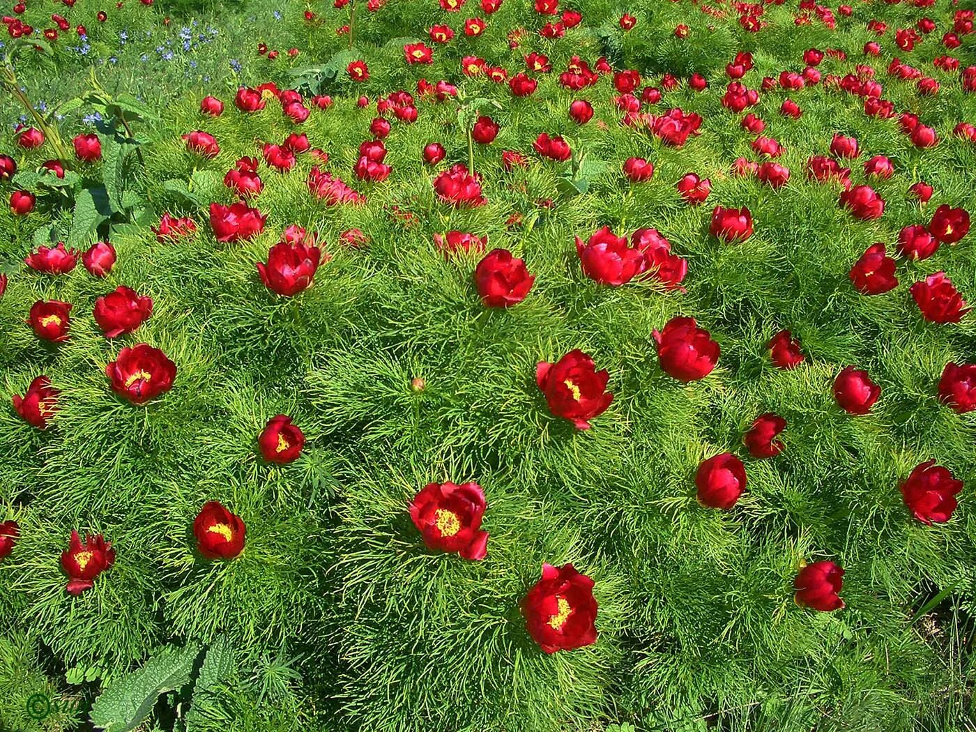 Пион узколистный фото и описание Paeonia tenuifolia - Image of an specimen - Plantarium