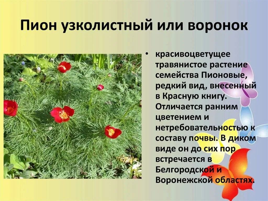Пион узколистный фото и описание Описание тонколистных (узколистных, остролистных, мелколистных) пионов