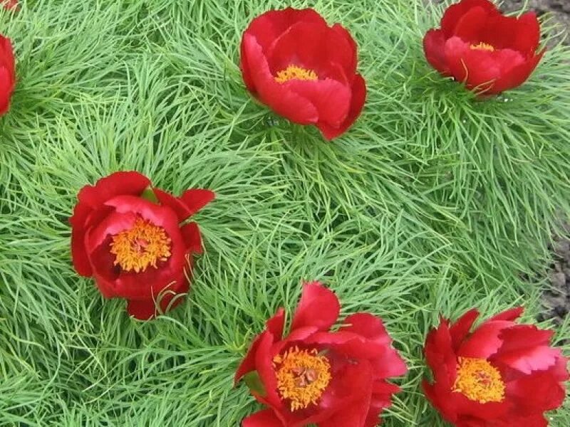 Пион узколистный фото и описание Пион узколистный, тонколистный (tenuifolia)