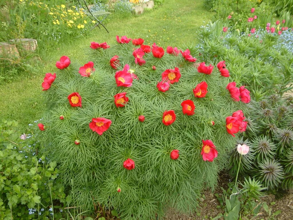 Пион узколистный фото и описание посадка My pride - Dill pion - Paeonia tenuifolia 2005 June 1 Ekeb. Flickr