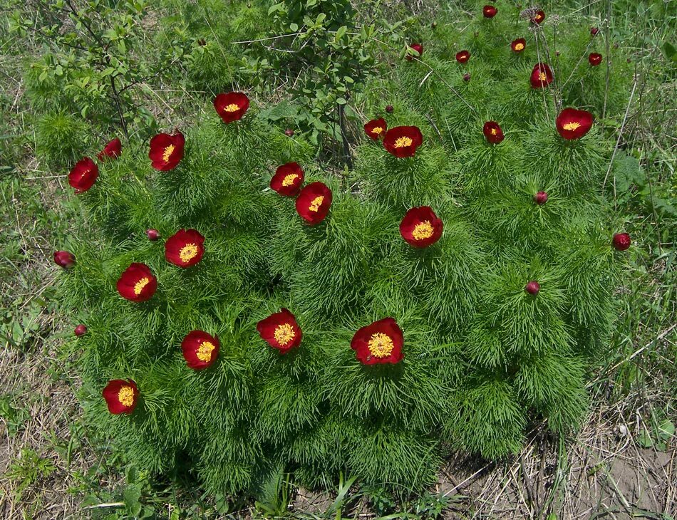 Пион узколистный фото и описание посадка Paeonia tenuifolia - Image of an specimen - Plantarium