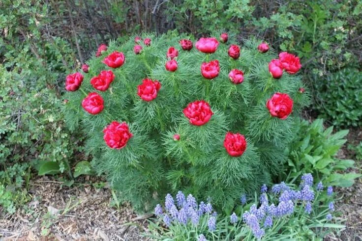 Пион узколистный фото и описание посадка Paeonia tenuifolia 'Rubra Plena' Rock garden plants, Peonies garden, Peonies