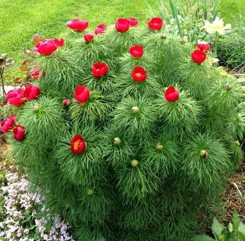 Пион узколистный фото и описание посадка Купить Пион Тонколистный - Пион - GardenPlants