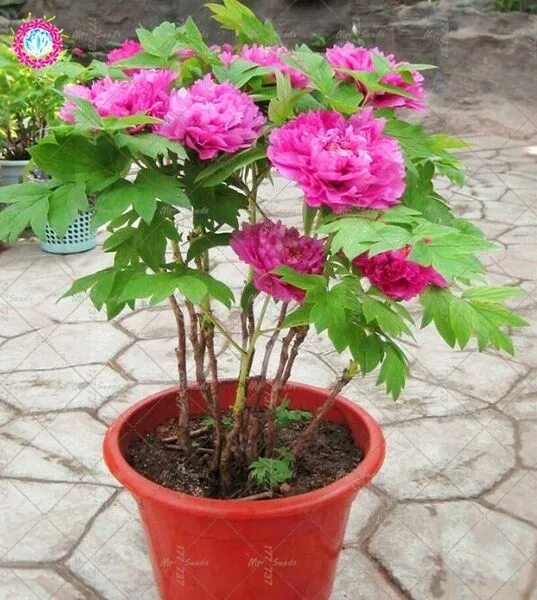 Пион в горшке фото 10 pcs Mixed Colour Double Blooms Peony Seeds Heirloom Peony Seeds Bonsai Flower