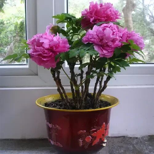 Пион в горшке фото 21 Good Luck Plants that Can Make You Lucky! in 2021 Lucky plant, Bulb flowers, 