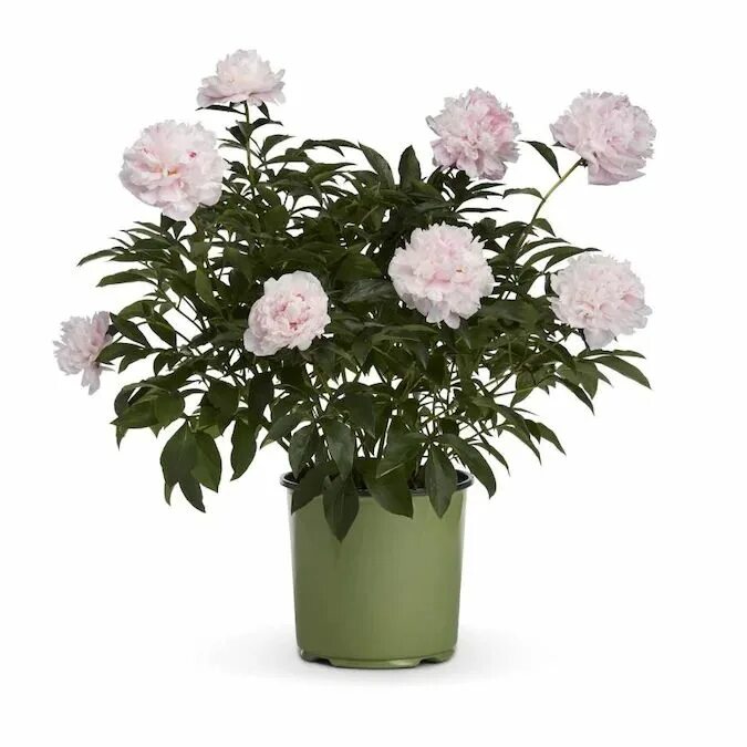 Пион в горшке фото 1.5-Gallon in Pot Peony (Lb22425) in the Perennials department at Lowes.com Plan