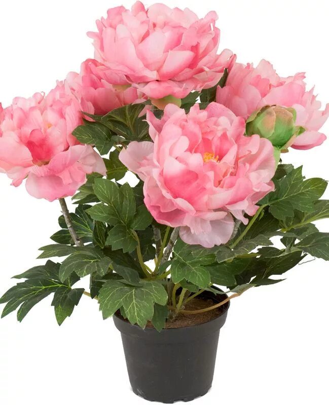 Пион в горшке фото PION Silkeblomst