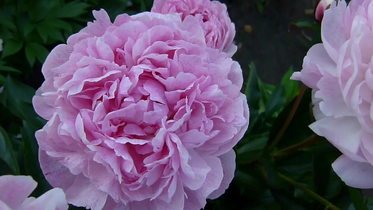 Пион вагенаар фото и описание Цветение пиона Pietertje Vriend Wagenaar - YouTube
