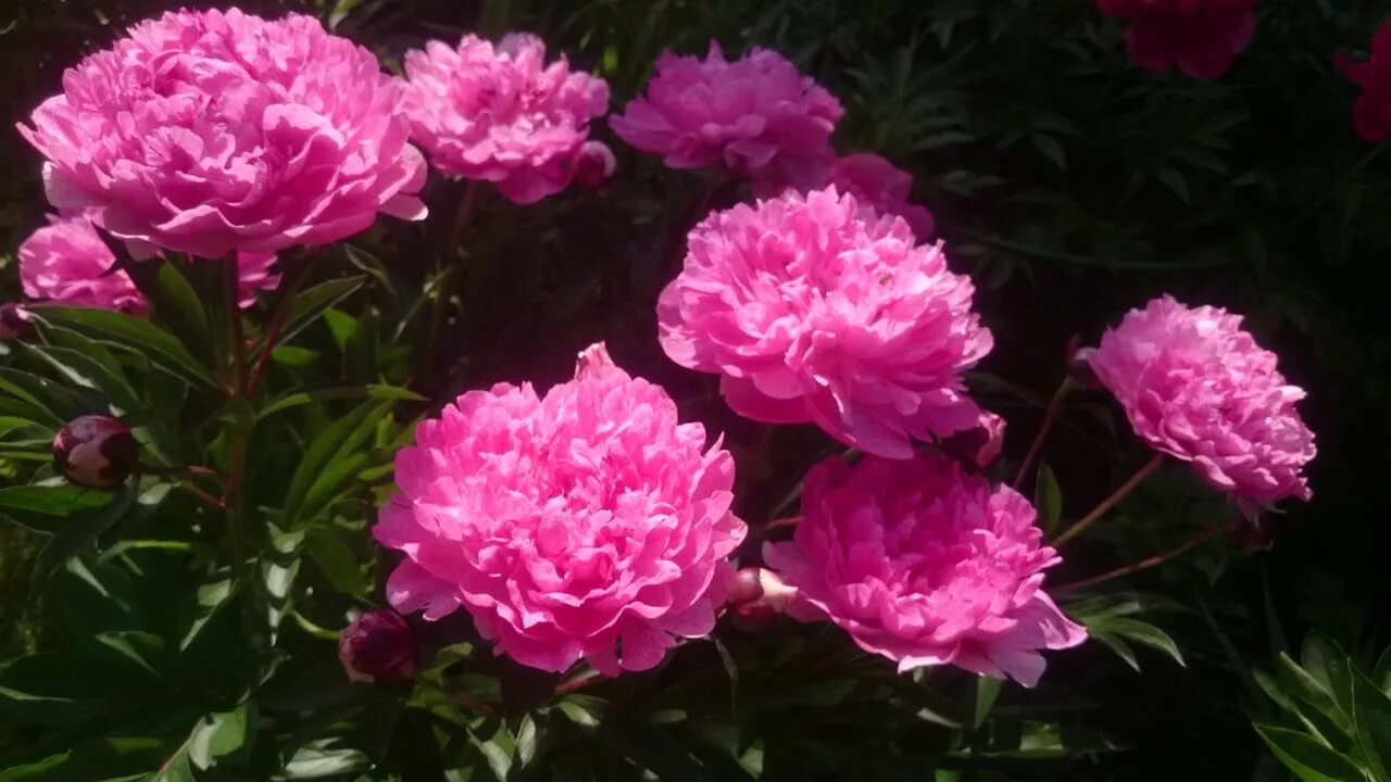 Пион вагенаар фото и описание Paeonia Pietertje Vriend Wagenaar - YouTube