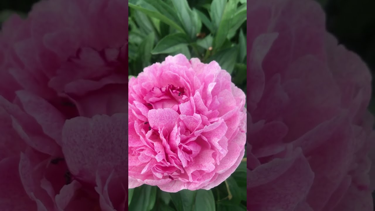 Пион вагенаар фото и описание Paeonia Pieterje Vriend Wagenaar / пион Питерче Фринд Вагнер// Частная коллекция