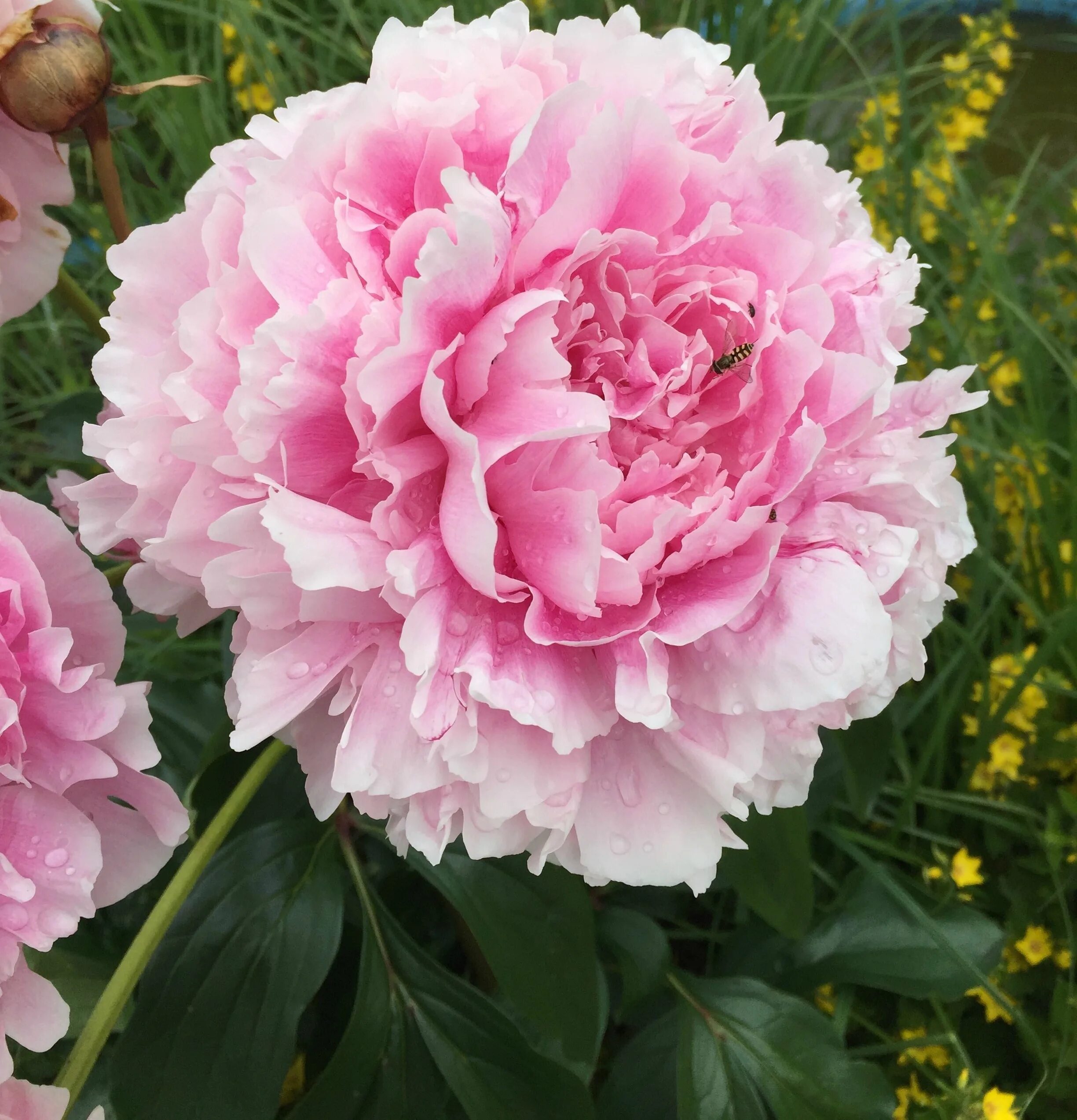 Пион вала вала фото и описание Garden Peony free image download
