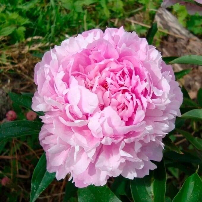Пион вала вала фото и описание Blooming Life / Розовая Лазурь Пионы травянистые * популярные Голландские и Кита