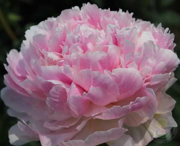 Пион вала вала фото и описание Пион Клемс Пинк Анноун (Paeonia Klehm's Pink Unknown) купить в Москве по низкой 