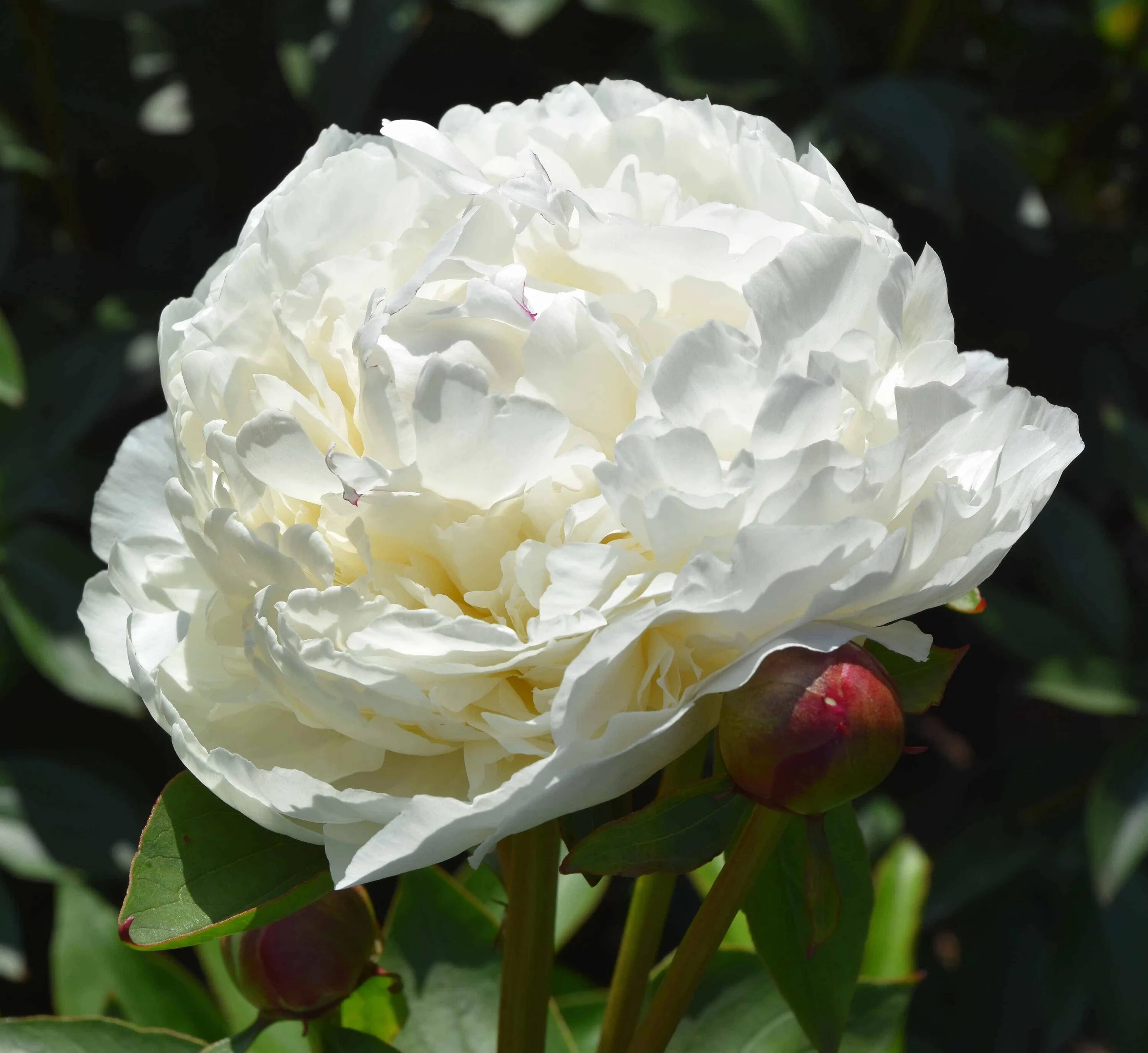 Пион вала вала фото и описание Mayesh Luxe Blooms Grower Feature: Adelman Peony Gardens
