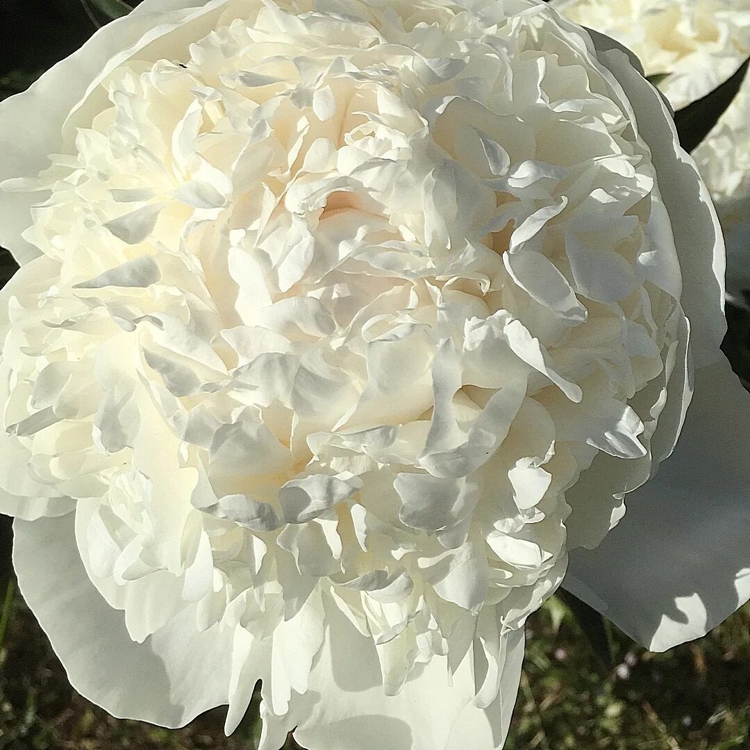 Пион вала вала фото и описание Пион Сноу Суприм (Paeonia Snow Supreme)
