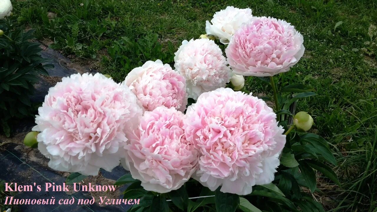 Пион вала вала фото и описание Картинки ПИОНЫ КЛЕММА