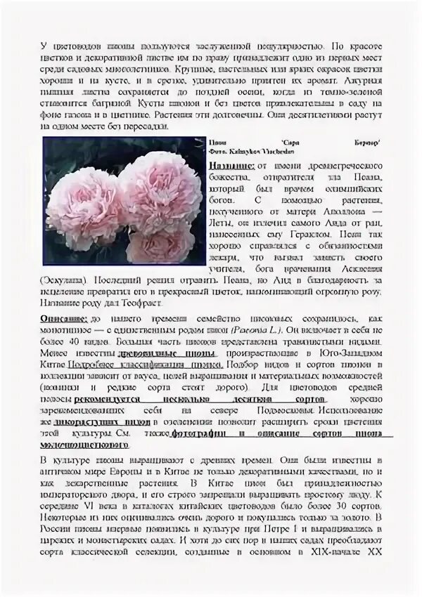 Пион валентина терешкова фото Почему пионы такие дорогие фото и видео - novaOk.ru