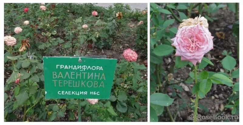 Пион валентина терешкова фото Энциклопедия роз: Всё о розе Валентино с фото Натуралист Фотогалерея природы на 